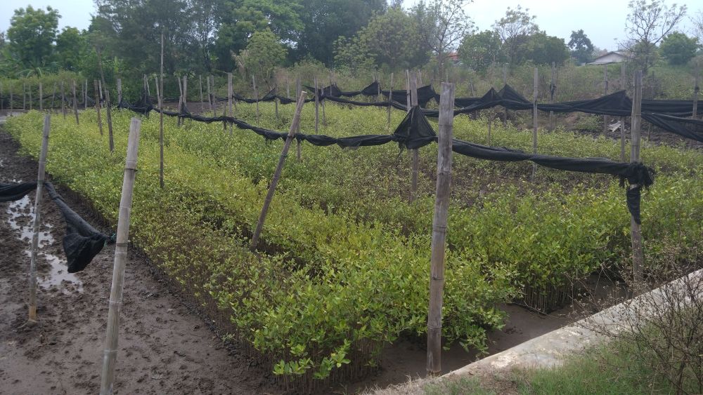 マングローブの育苗場